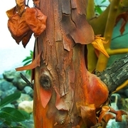 Arbutus Face